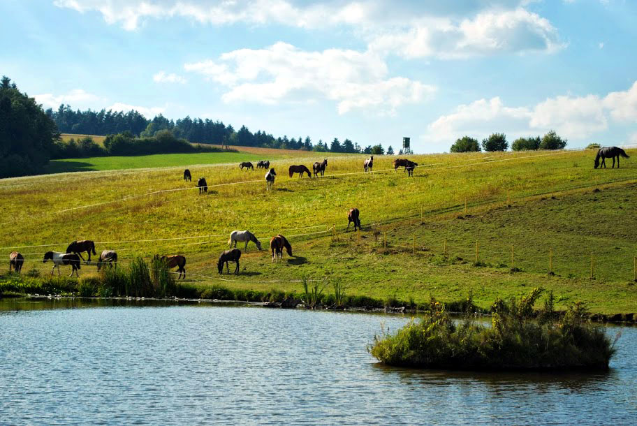 Boska Dolina - Stadnina koni w Dylągówce, konie Rzeszów, jazda konna Rzeszów, agroturystyka, noclegi, wypoczynek aktywny