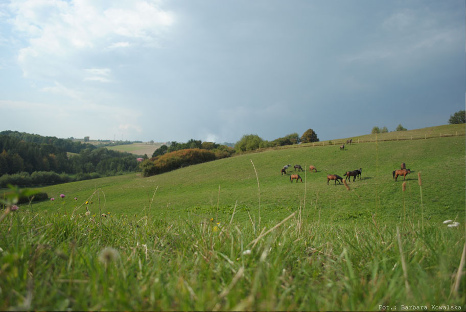 Boska Dolina - Stadnina koni w Dylągówce, konie Rzeszów, jazda konna Rzeszów, agroturystyka, noclegi, wypoczynek aktywny